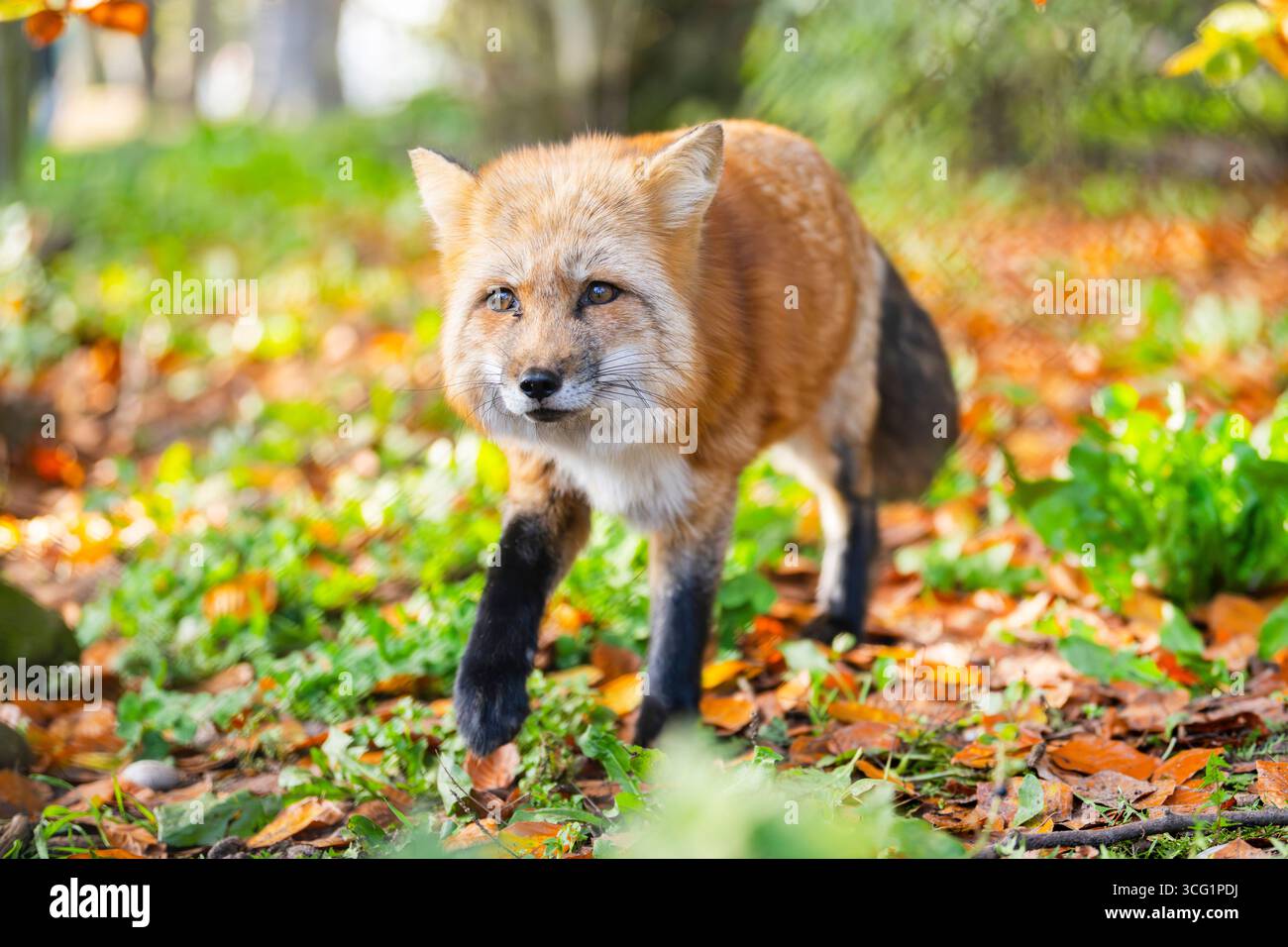 Red fox walking on forest hi-res stock photography and images - Alamy