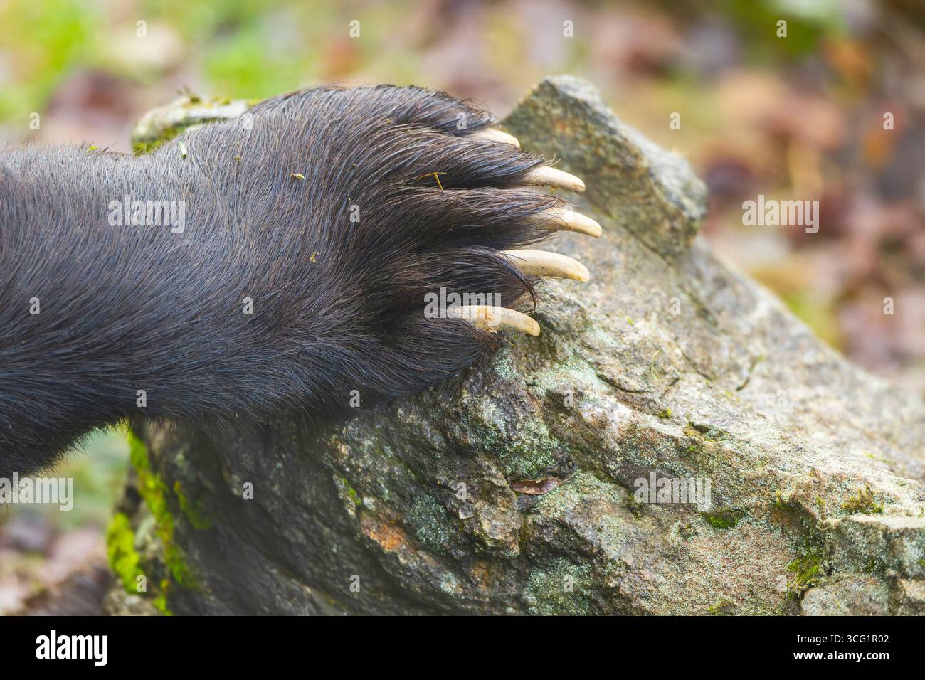European brown bear (Ursus arctos arctos), paw on a rock, Germany, Bavaria, Bavarian Forest National Park Stock Photo