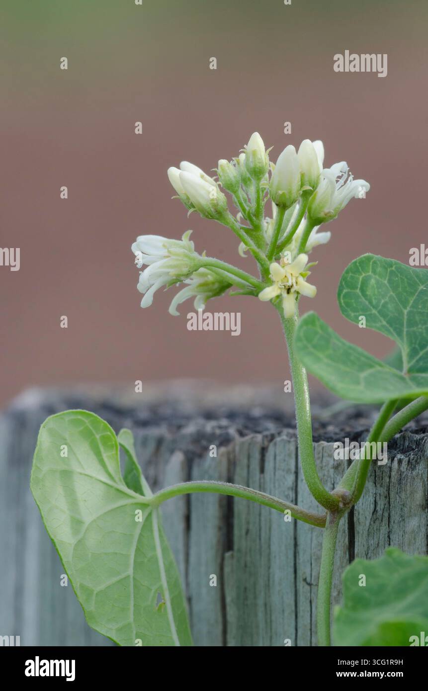 Vine climbing fence hi-res stock photography and images - Alamy