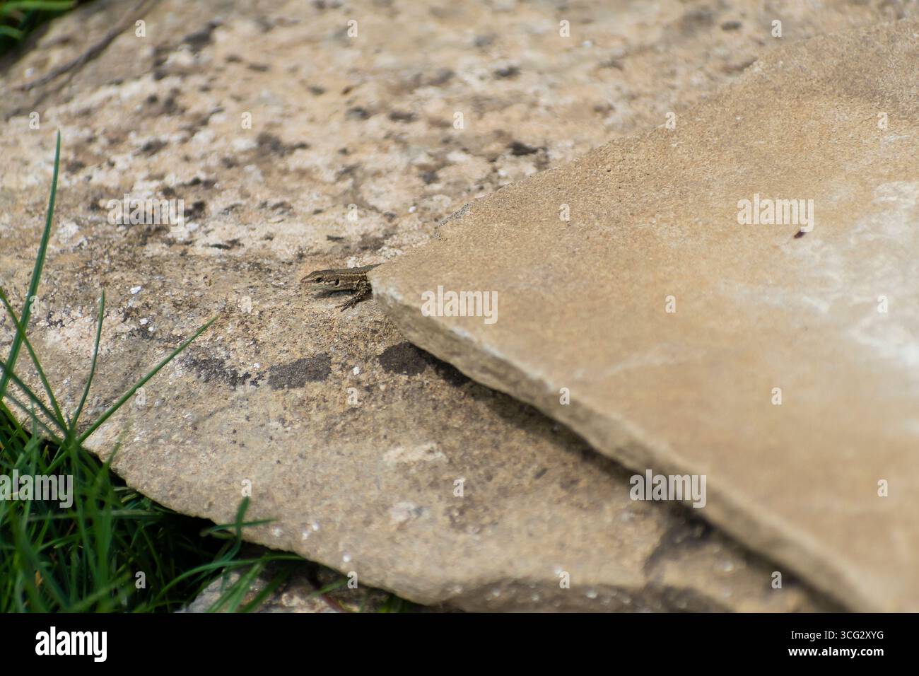 A small frog is spotted resting between two stones in a grassy area ...