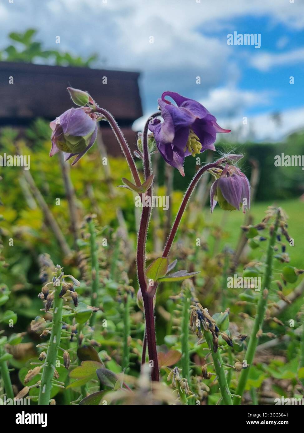 Aquilegia vulgaris, purple eangle flower - Smartphone Captured Stock Image