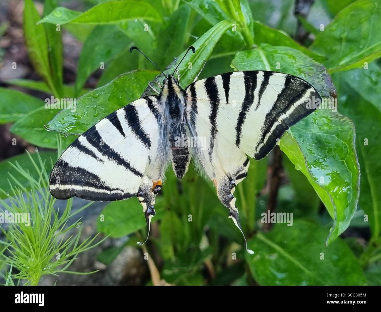 scarce Swallowtail. black and white buterfly - Smartphone Captured Stock Image