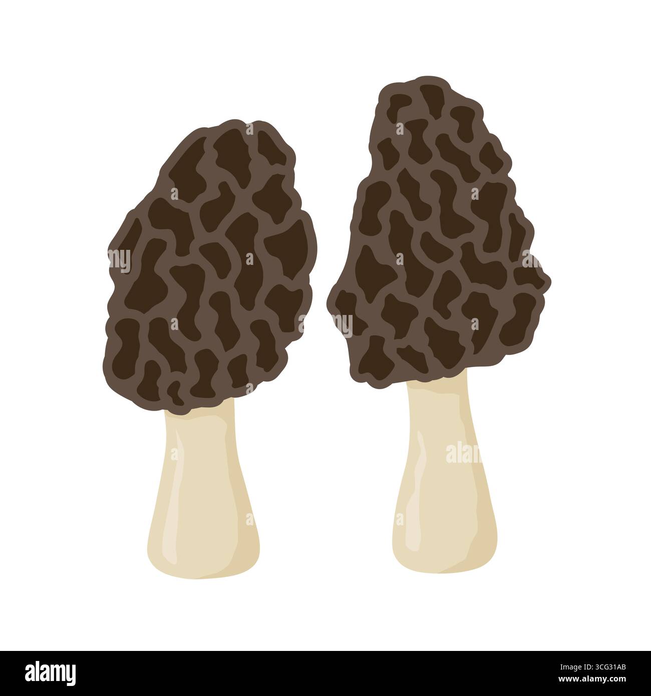 Morel vector vectors hi-res stock photography and images - Alamy