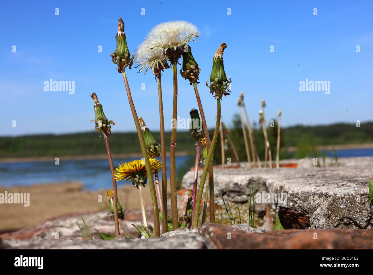 Dandelions flourishing in a sunlit environment Stock Photo