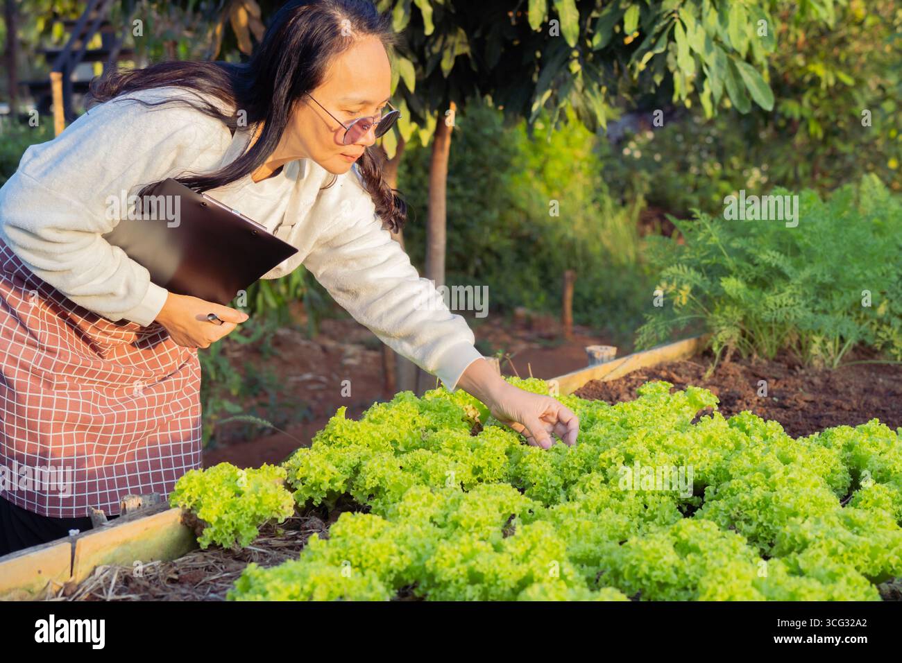 Organic farmer harvesting fresh vegetables and checking order list on her farm. Side view portrait. Stock Photo
