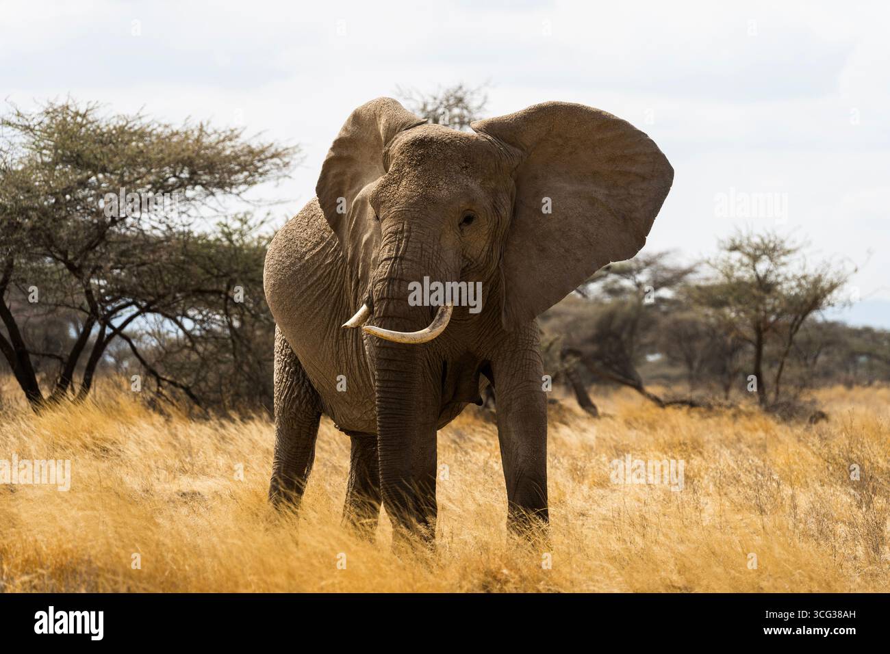 Majestic elephant in wild hi-res stock photography and images - Alamy