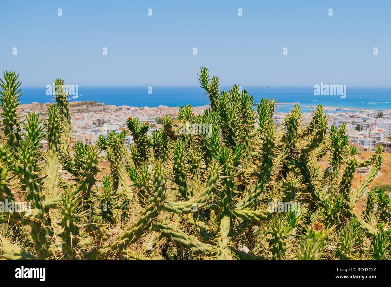 sichtschutz efeu balkon Hecke am laufenden Meter® BALKON - Hedera helix main image 0