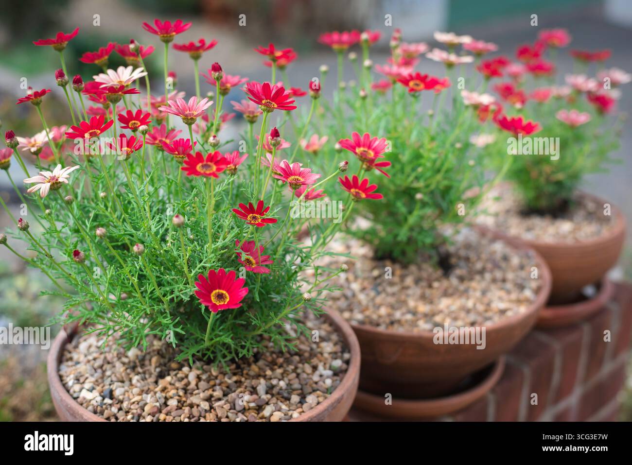 Argyranthemum Grandaisy, view of three terracotta pots containing flowering examples of Argyranthemum Grandaisy 'Red Orange'. Stock Photo