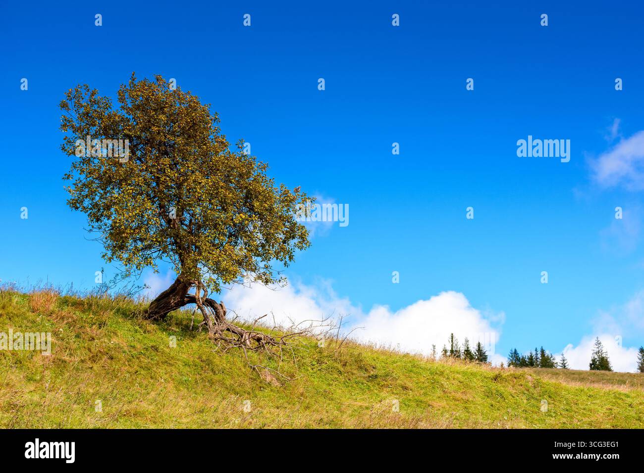 countryside scenery in autumn. single tree on the grassy hill in morning light. background with clouds on the blue sky. seasonal weather change in sep Stock Photo