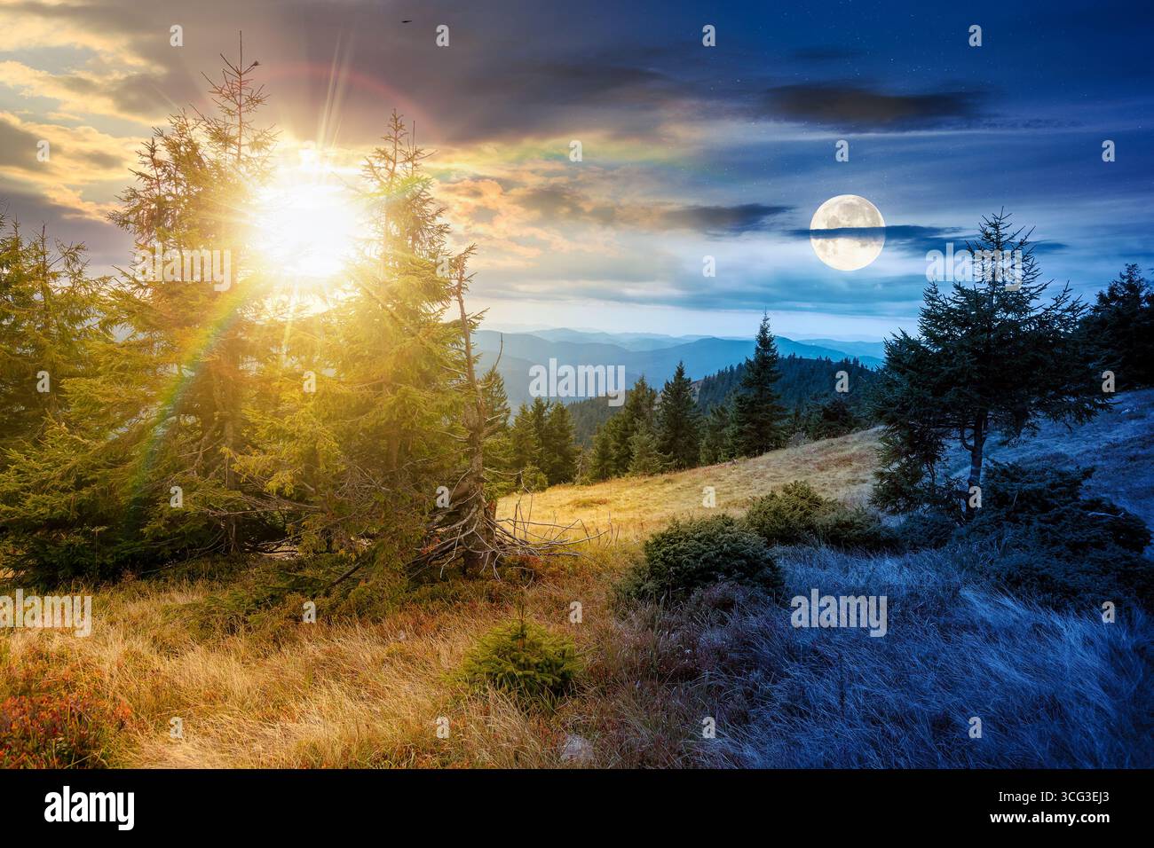 fir trees on a meadow down the hill to coniferous forest in mountains. day and night time change concept. highland landscape under cloudy sky in early Stock Photo