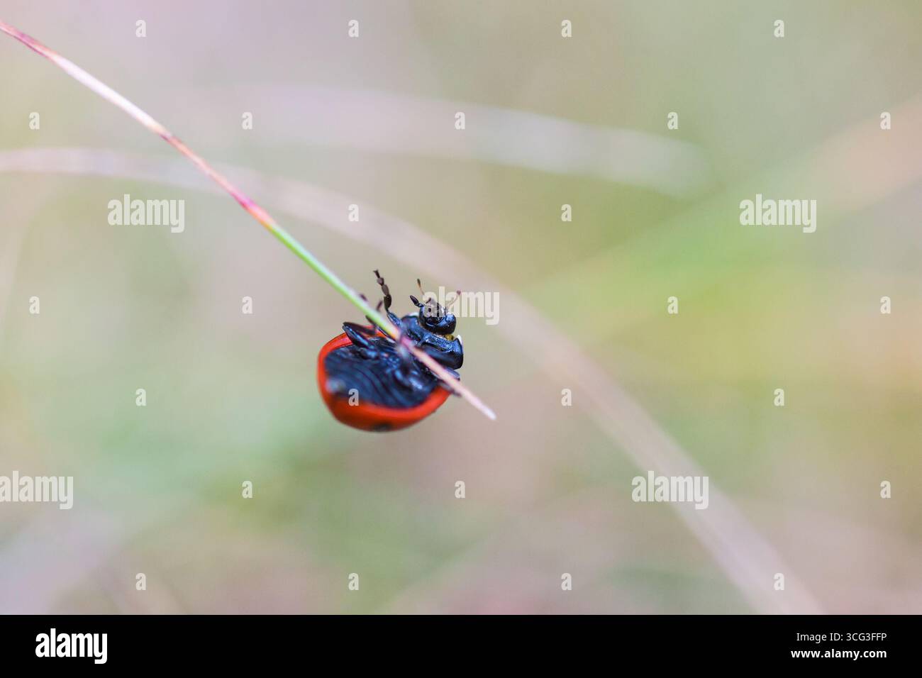 Ladybug climbing on a straw up and down Stock Photo