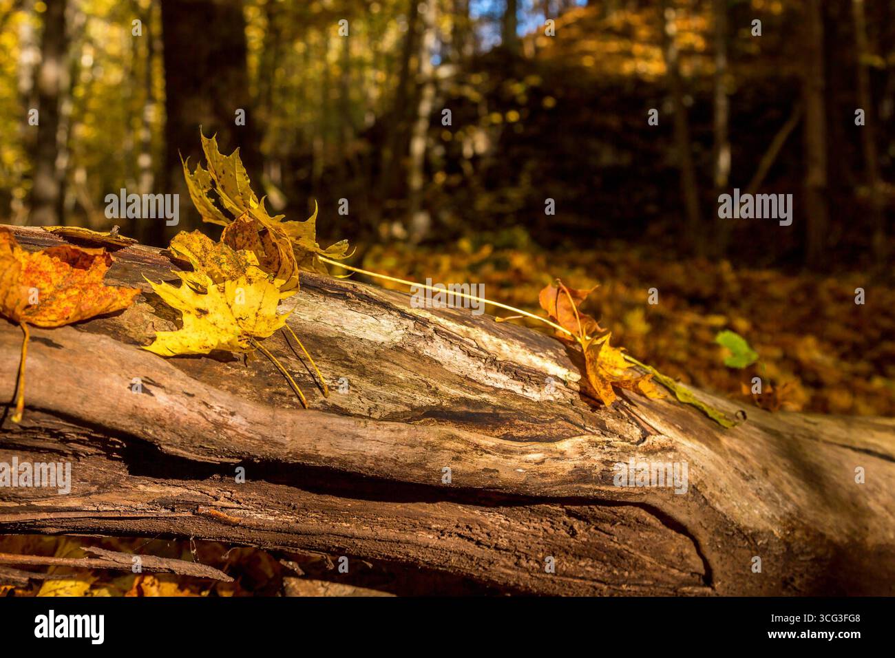 Maple leaves lying on a log in the woods Stock Photo