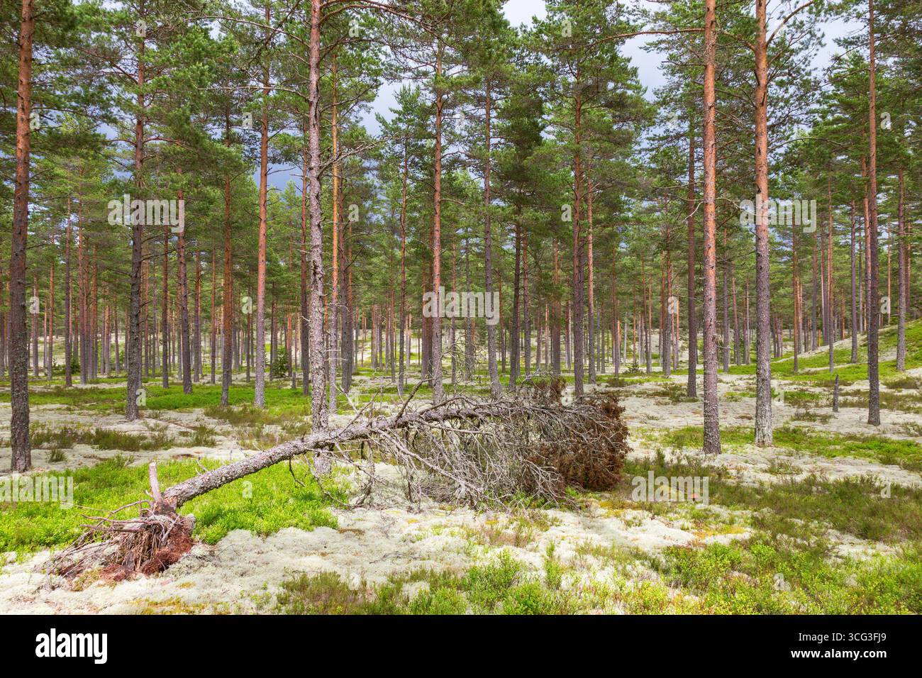 Pine tree that have fallen in the woods Stock Photo