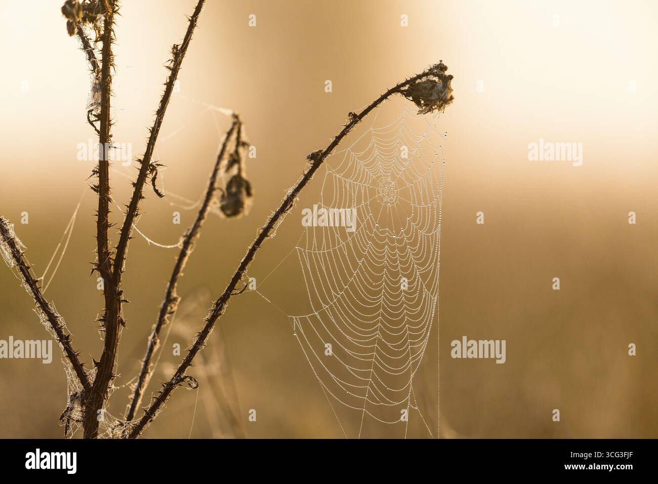 Morning dew on spider web on a thistle Stock Photo