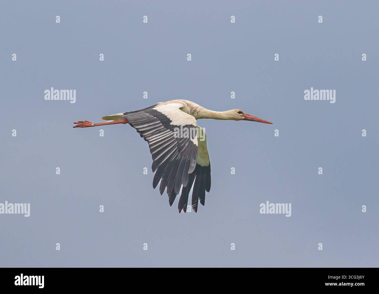 A rare white stork ( Ciconia ciconia) in flight over the Sussex ...