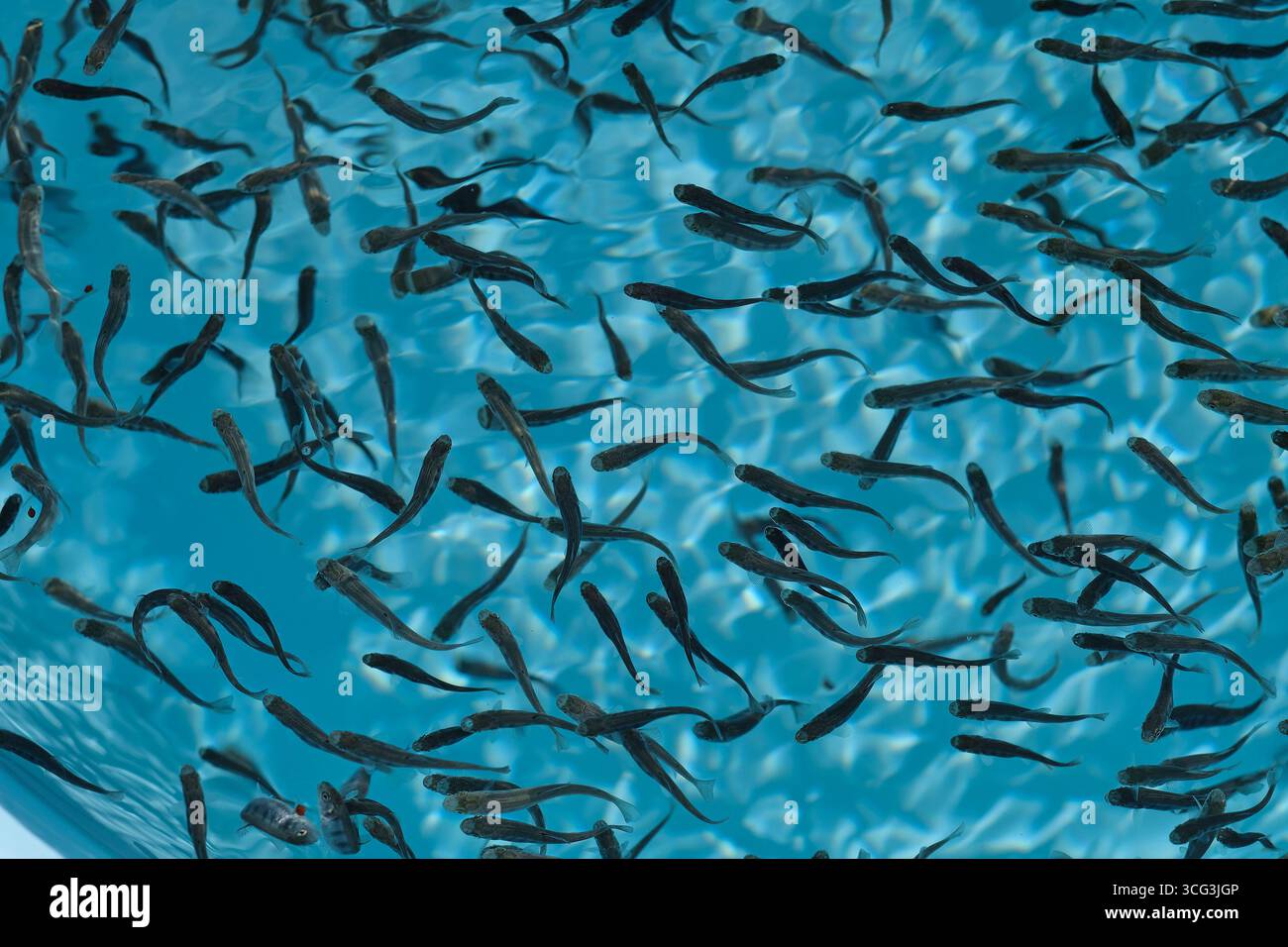 Baby in swimming pool hi-res stock photography and images - Alamy