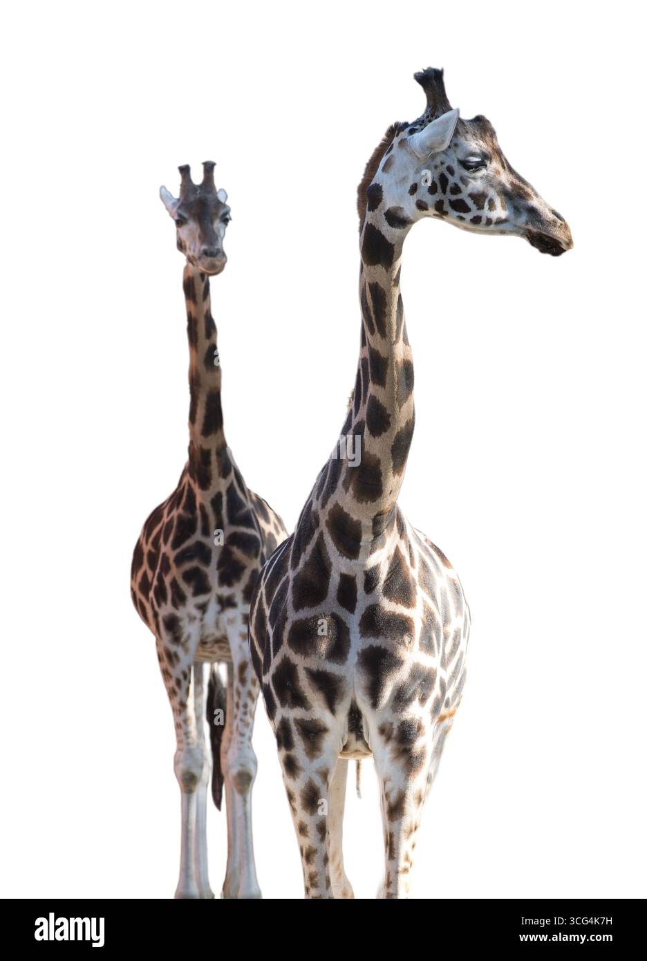 two giraffes isolated on white background Stock Photo