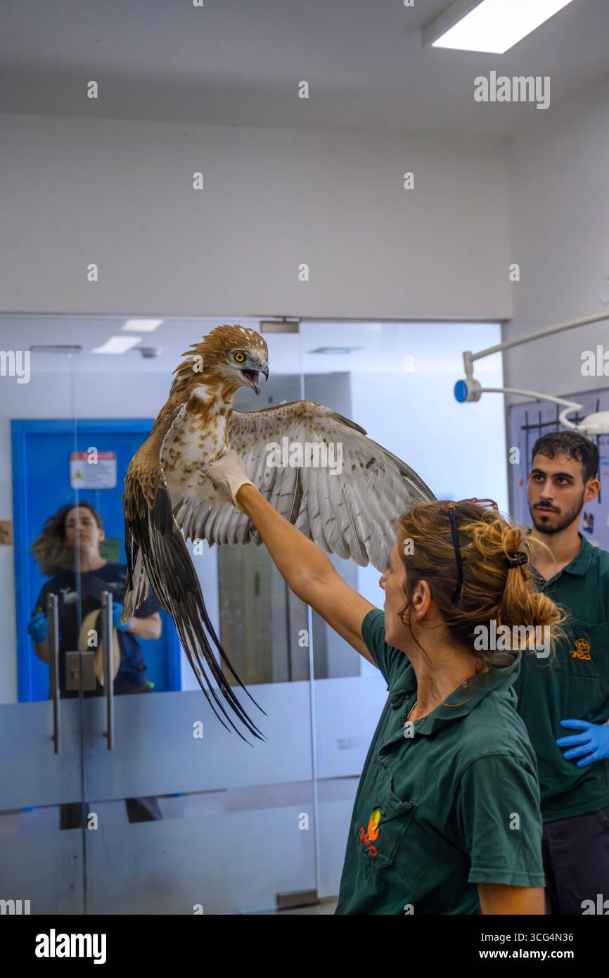 Fresh Look at Veterinary Doctors Are Performing A Physical Examination On A Recently