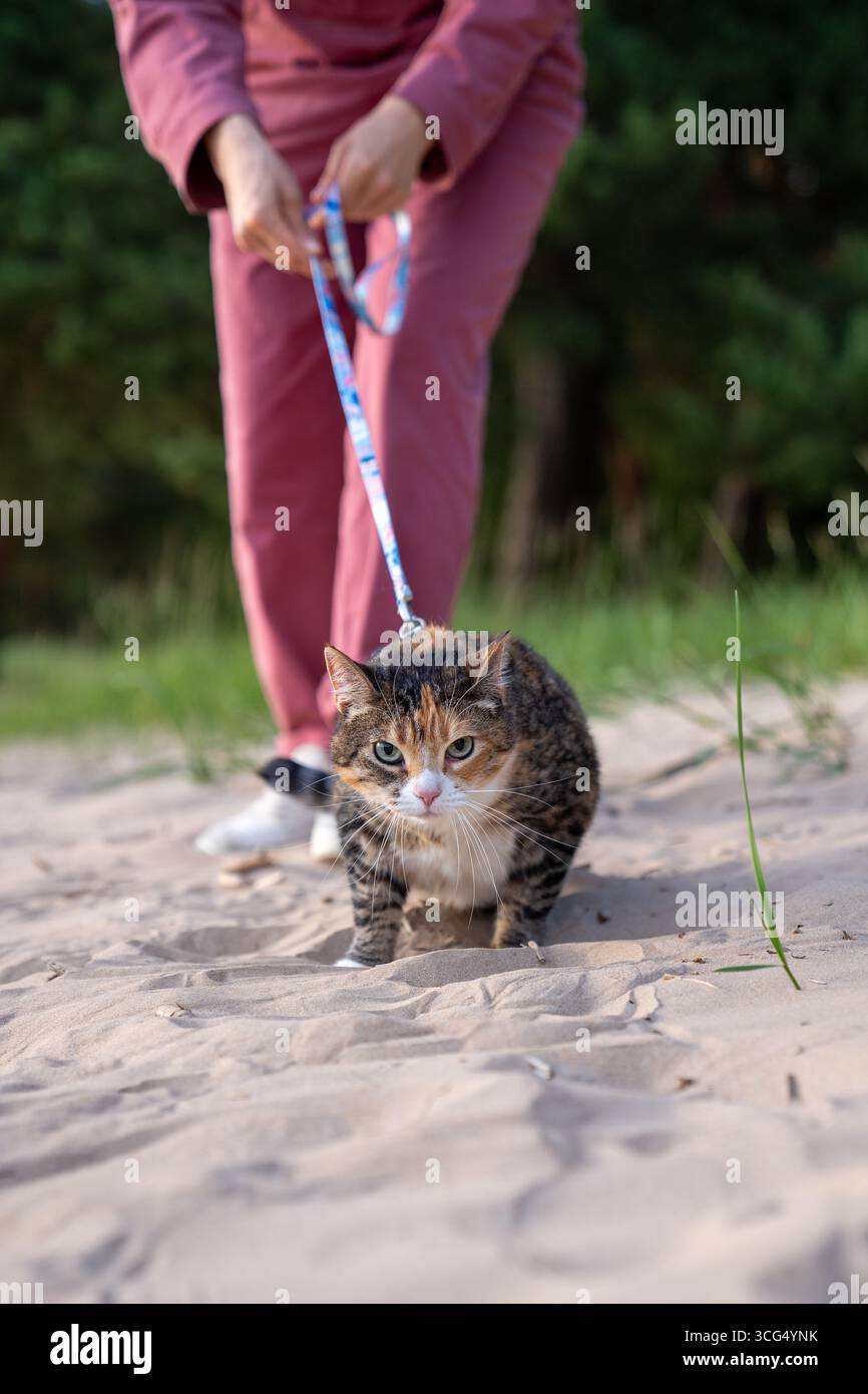 Frowning angry cat on leash walking on sand while looking at camera ...