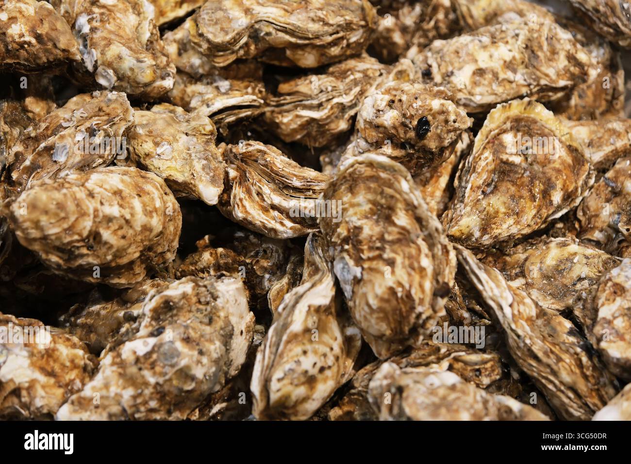 close up pile of oysters in shells Stock Photo