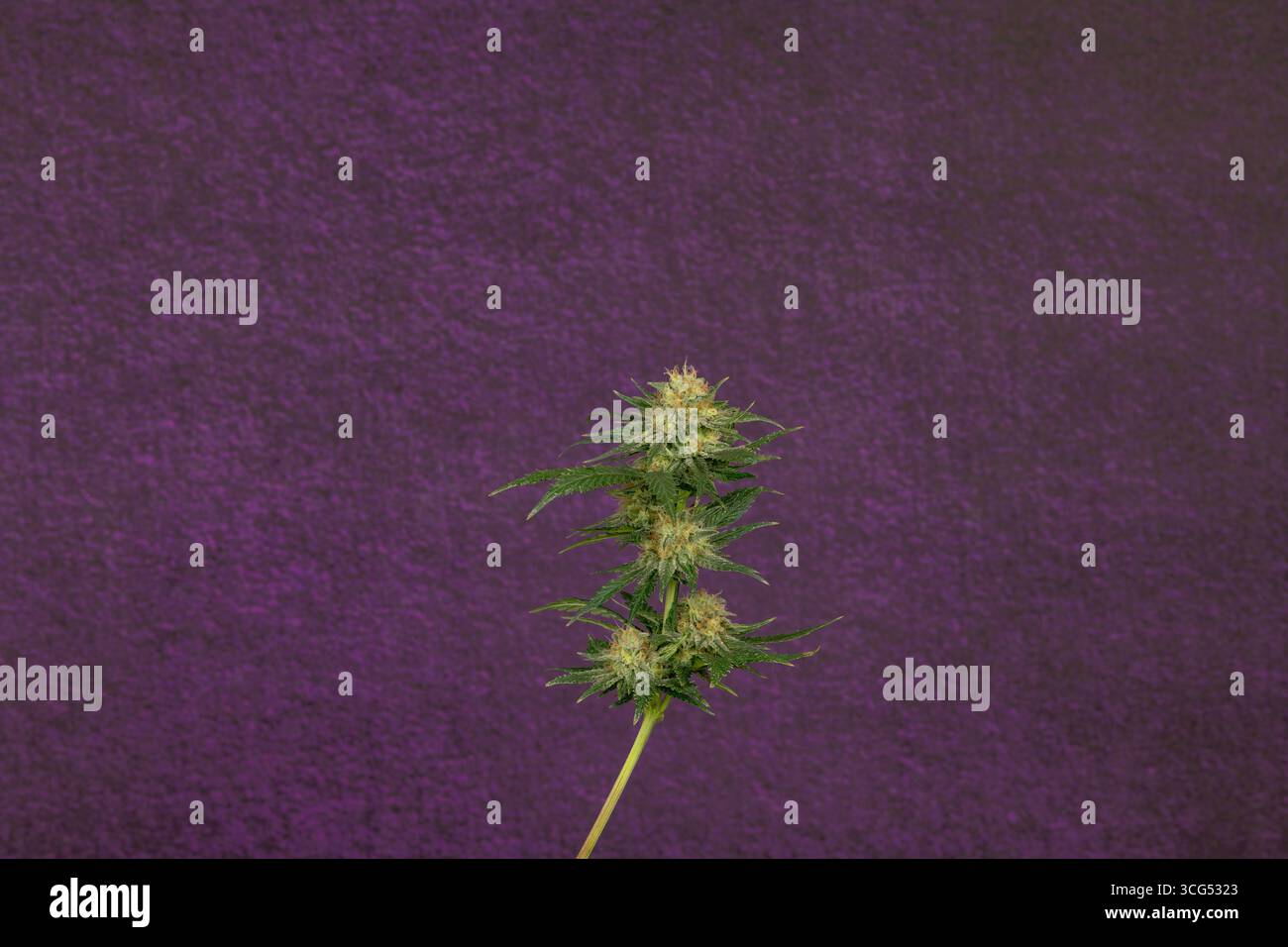 White widow variety of marijuana flower ripened bloom with dark violet wall Stock Photo
