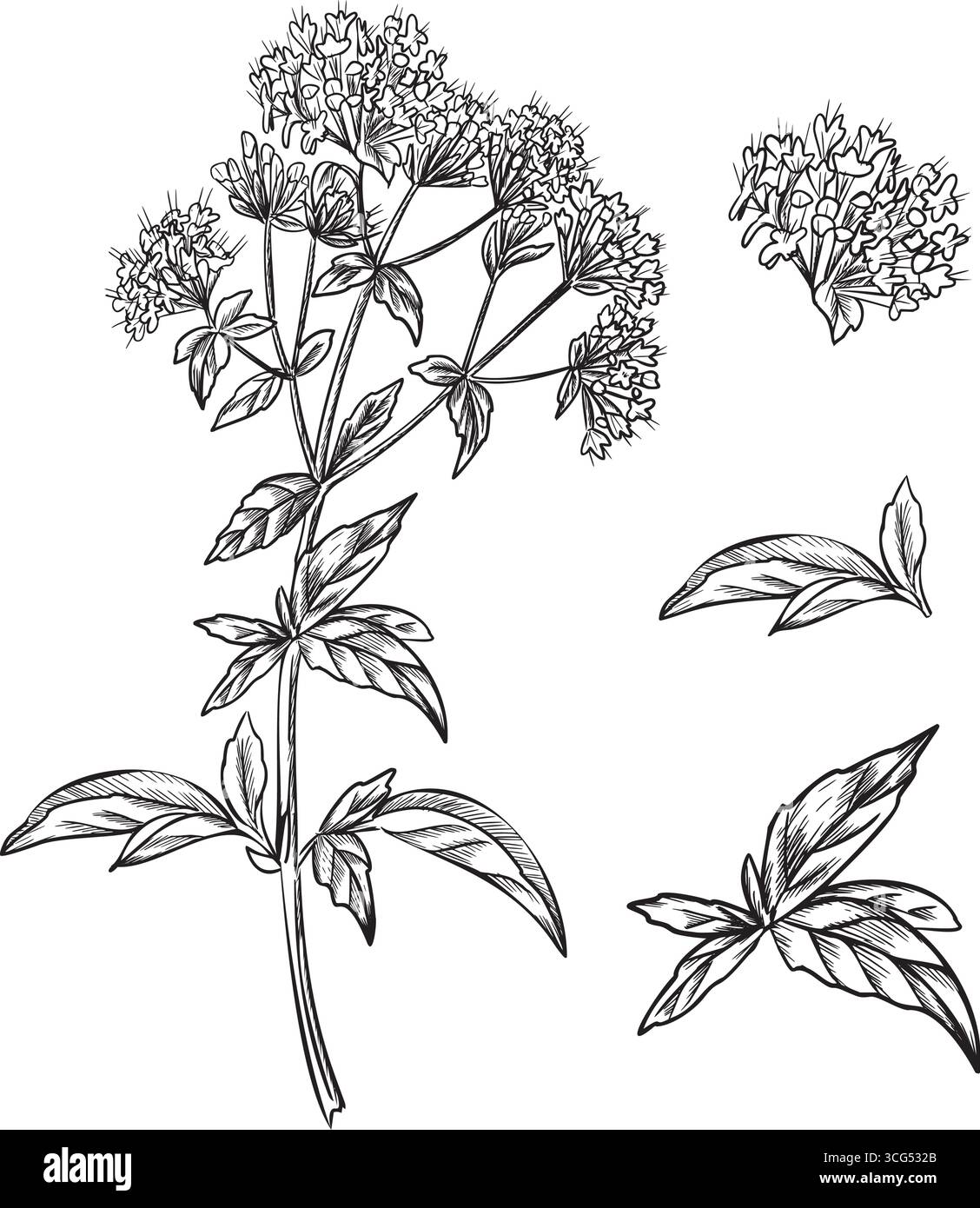 Oregano set. Plant leaves and flowers graphic illustration. Blooming Marjoram. Hand drawn ink sketch of aromatic culinary and medicinal herb. For Stock Vector