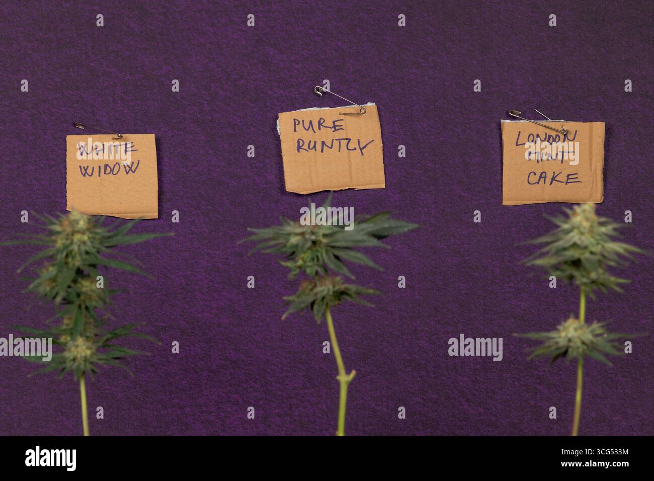 Three kind variety of marijuana flower ripened bloom with dark violet wall Stock Photo