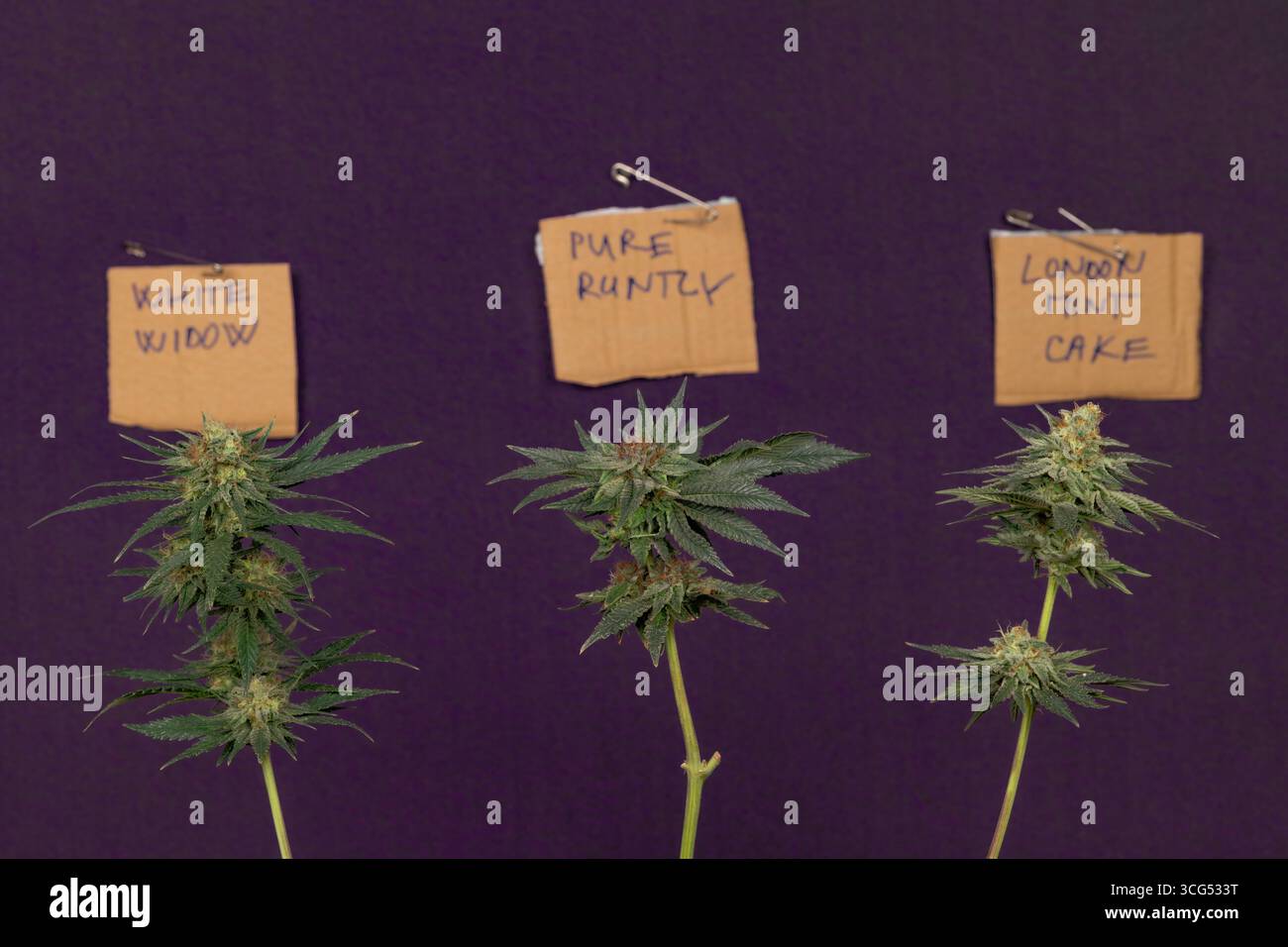 Three kind variety of marijuana flower ripened bloom with dark violet wall Stock Photo