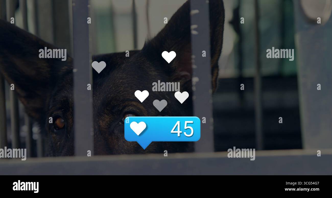 Peering dark dog through kennel bars, with amber eyes, floating hearts and blue bubble showing 45 Stock Photo