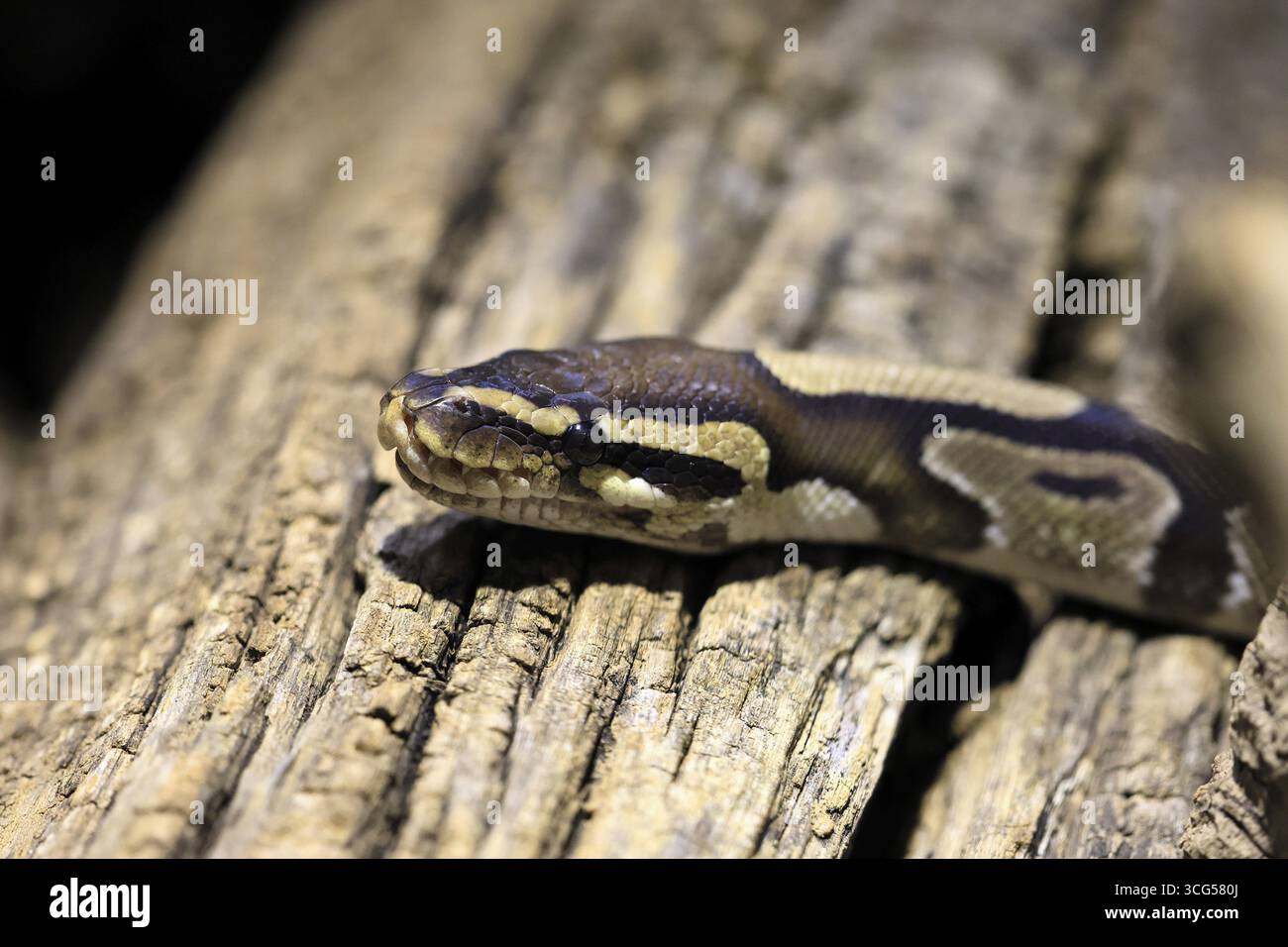King python, (Python regius), adult, resting, portrait, captive, Central Africa, West Africa Stock Photo