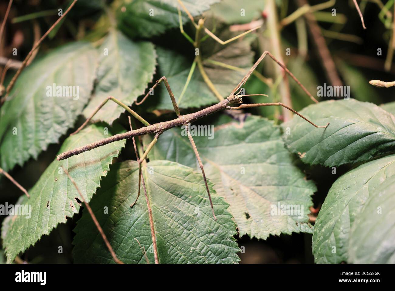 Ghoos Insect Annam stick insect (Medauroidea extradentata), Vietnamese stick insect ...