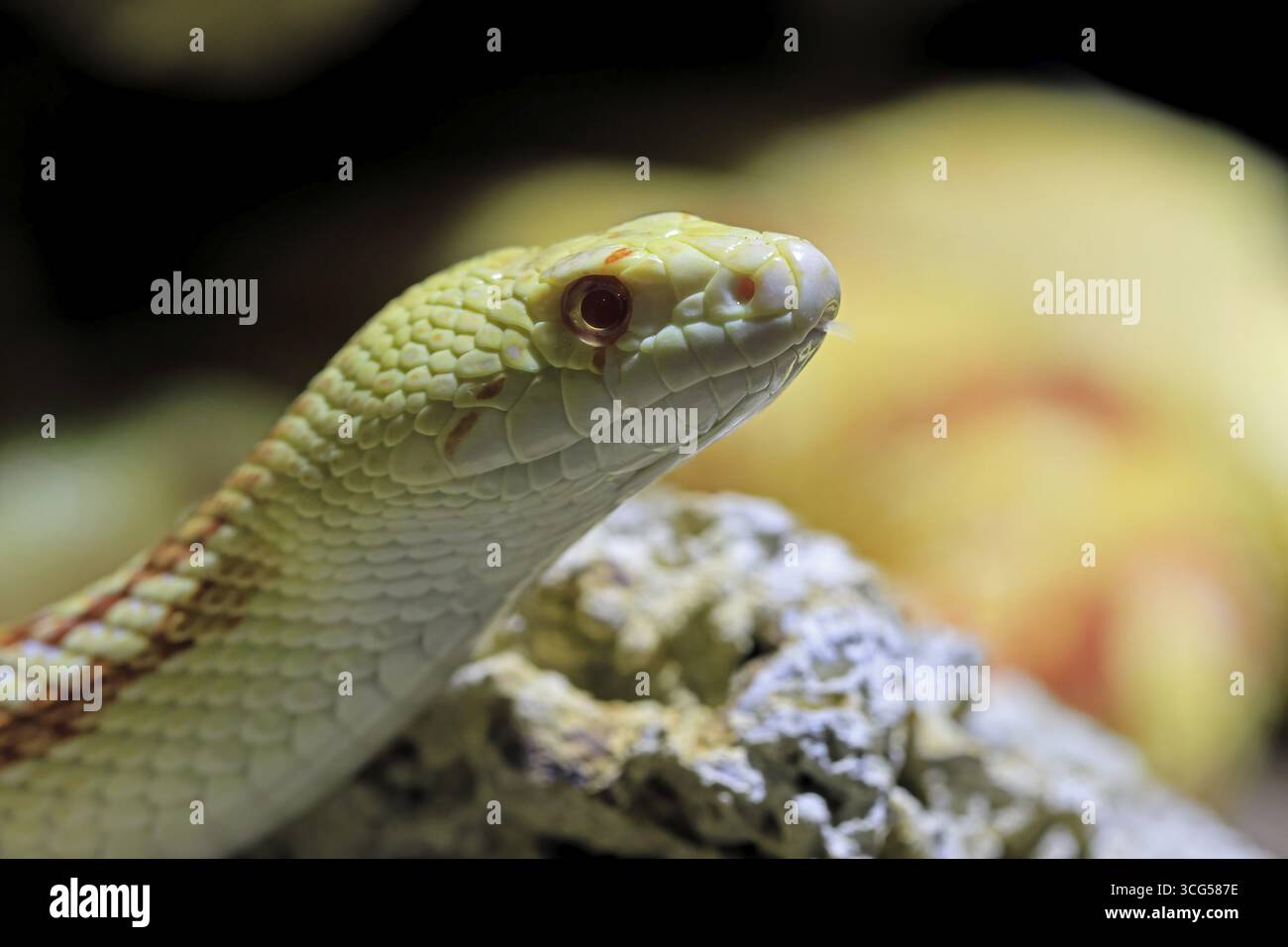 Photo inspiration: Picture Idea: Gopher Snake Pituophis Catenifer Adult Portrait Non Toxic North