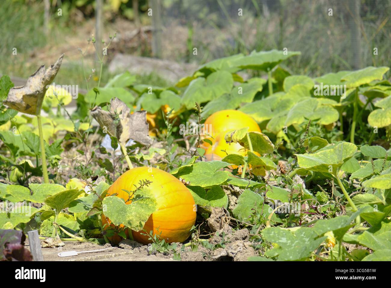 Pumpkins ripening on the vine in an allotment garden, surrounded by green leaves in summer sunshine. Stock Photo