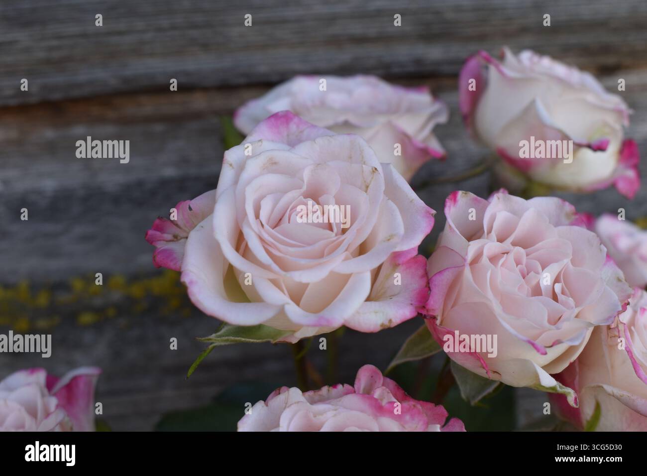Soft pink edged roses hi-res stock photography and images - Alamy