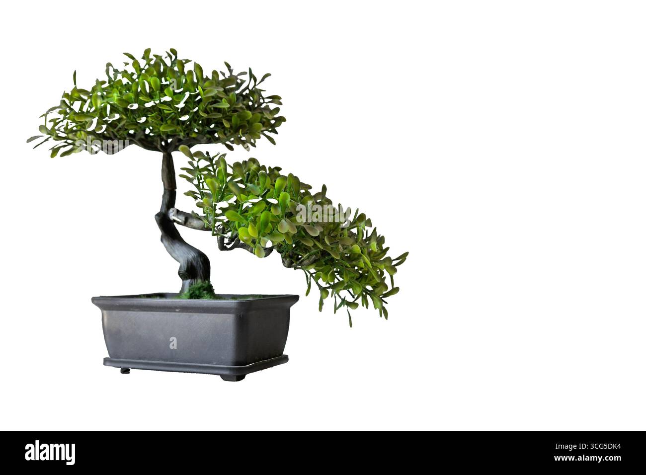 Original houseplant hi-res stock photography and images - Alamy