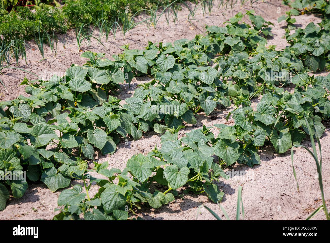 Rows of cucumbers grown in backyard vegetable garden in Poland Stock Photo