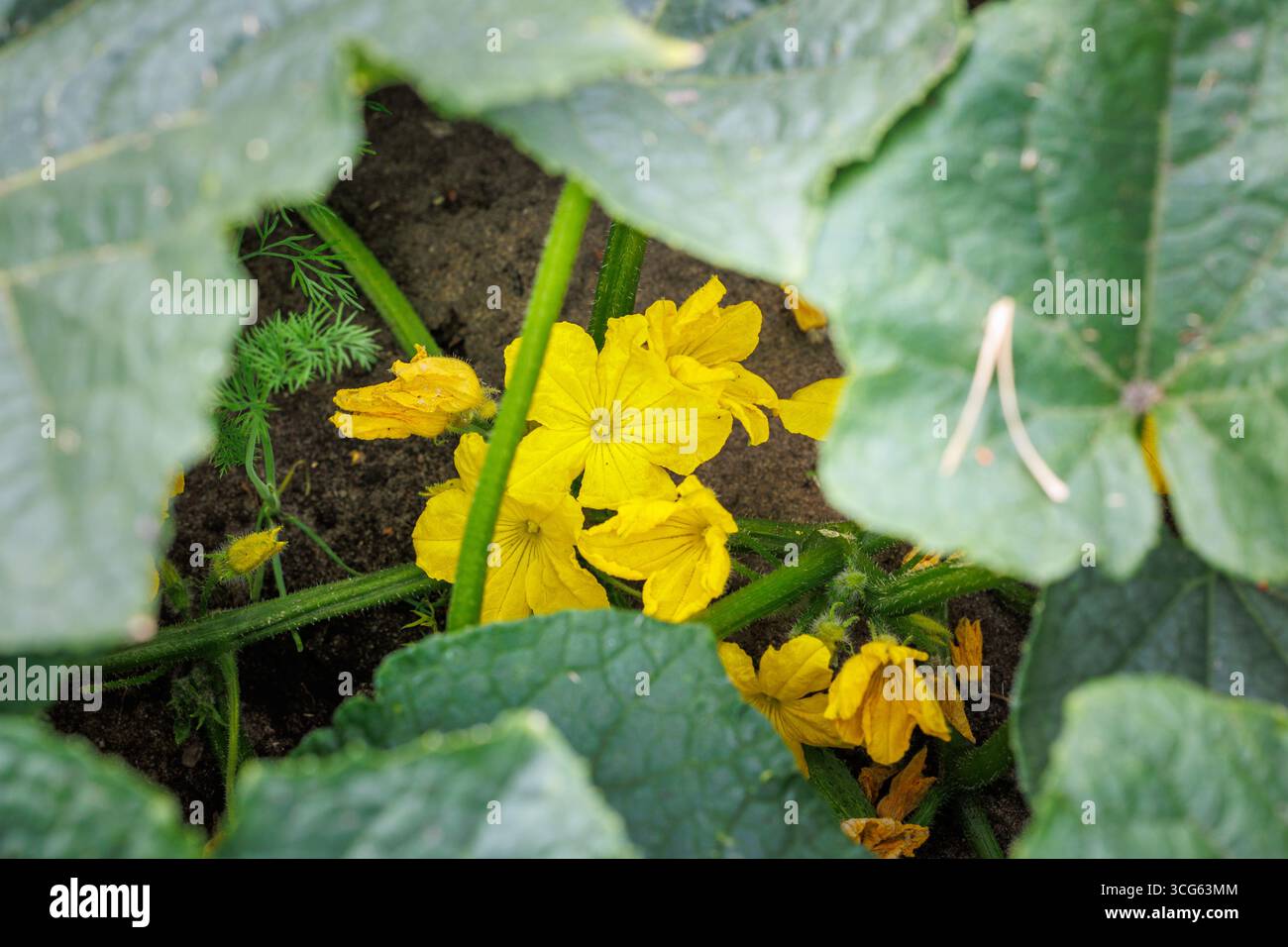 Flowers of cucumbers grown in backyard vegetable garden in Poland Stock Photo