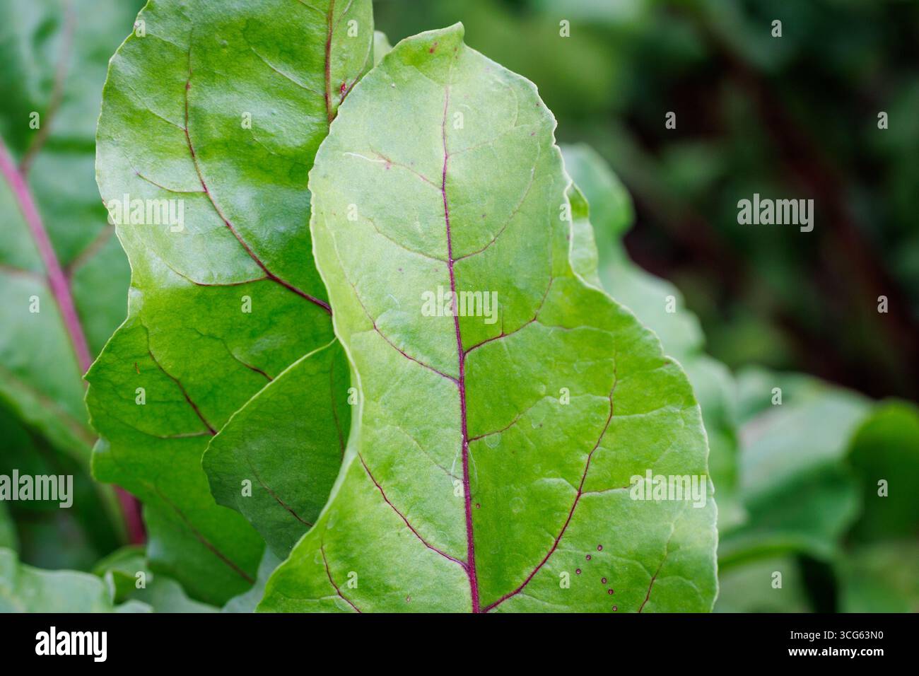 Close up on leaves of beetroots grown in backyard vegetable garden in Poland Stock Photo