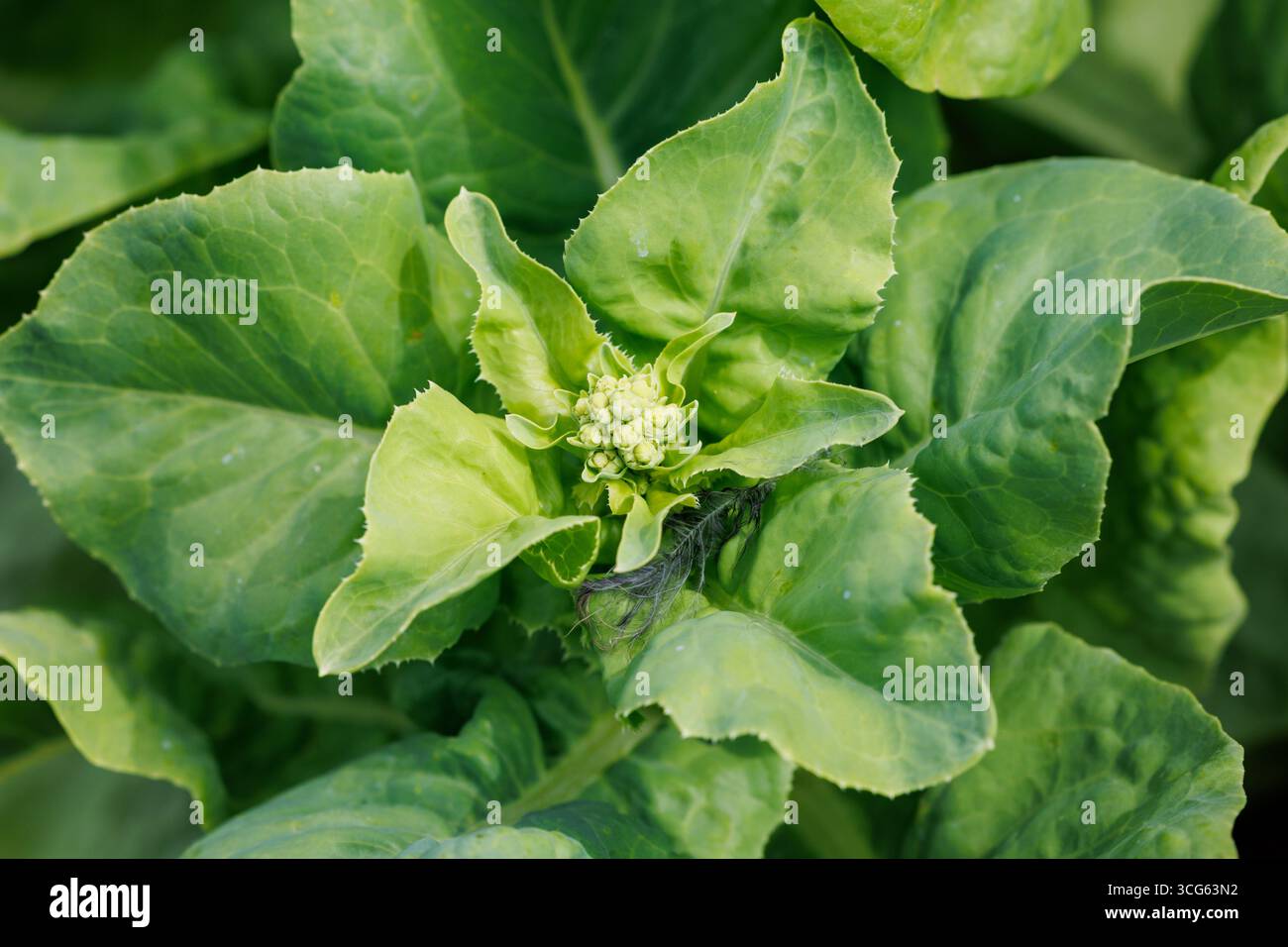 Lettuce grows in backyard vegetable garden in Poland Stock Photo