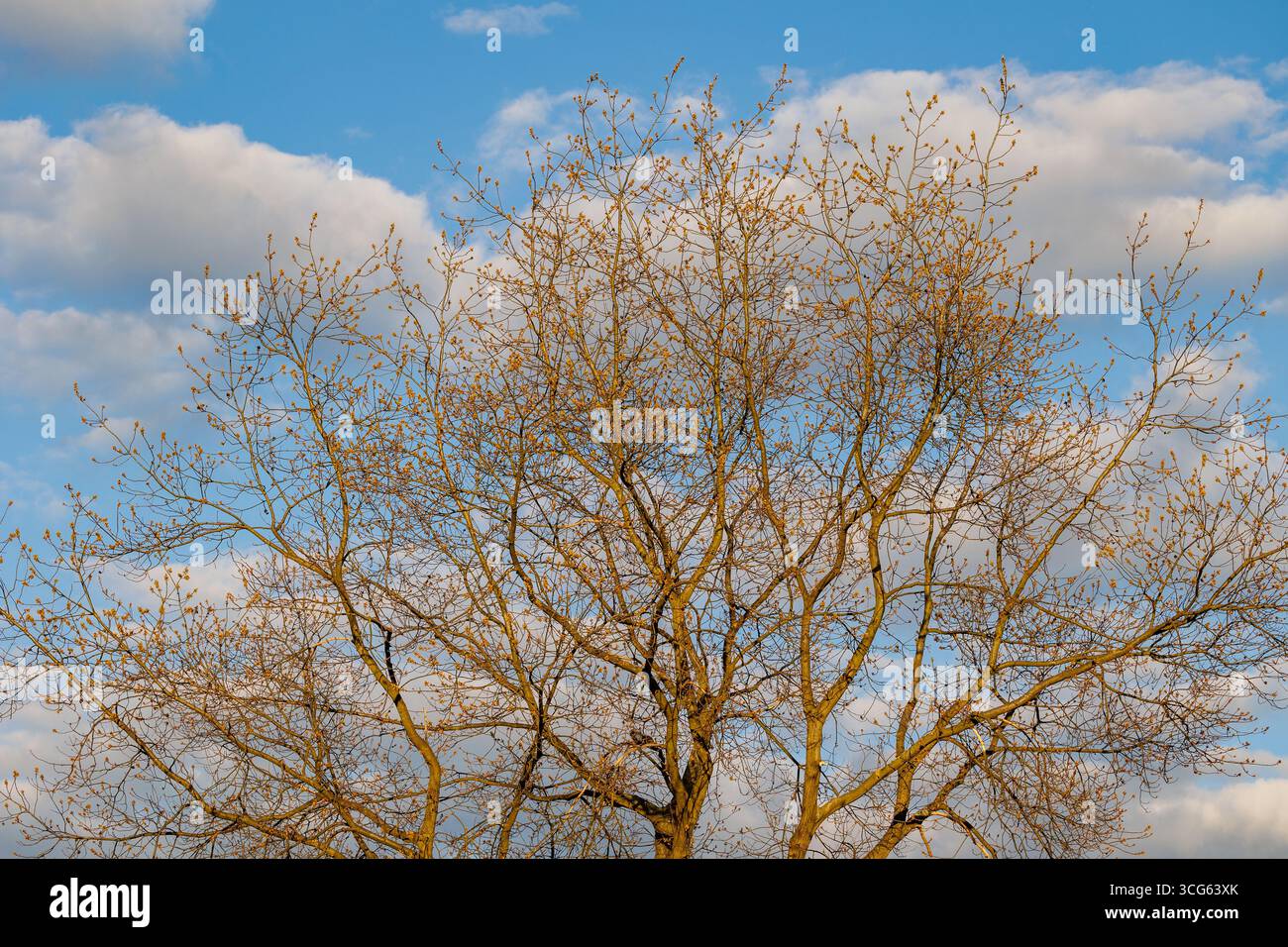 Oak tree during spring in Mazowsze region of Poland Stock Photo
