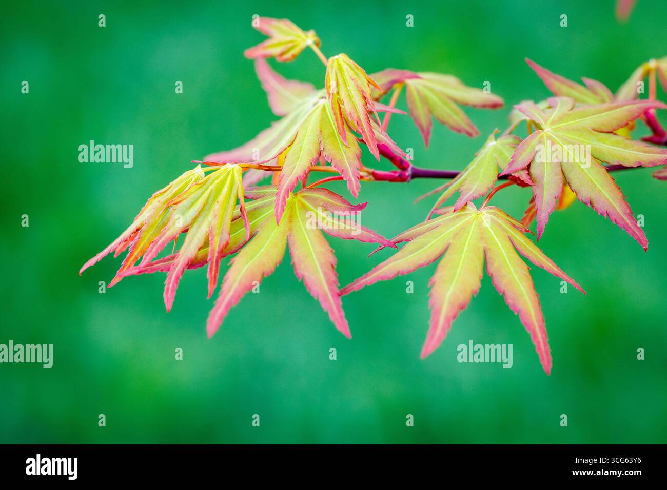 Close up on a spring leaves of Japanese maple tree - Acer palmatum Stock Photo