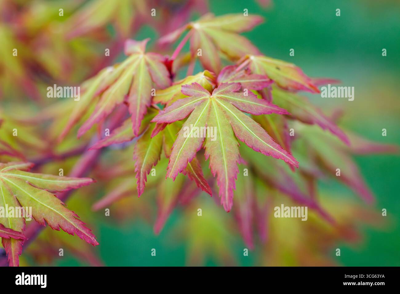Close up on a spring leaves of Japanese maple tree - Acer palmatum Stock Photo