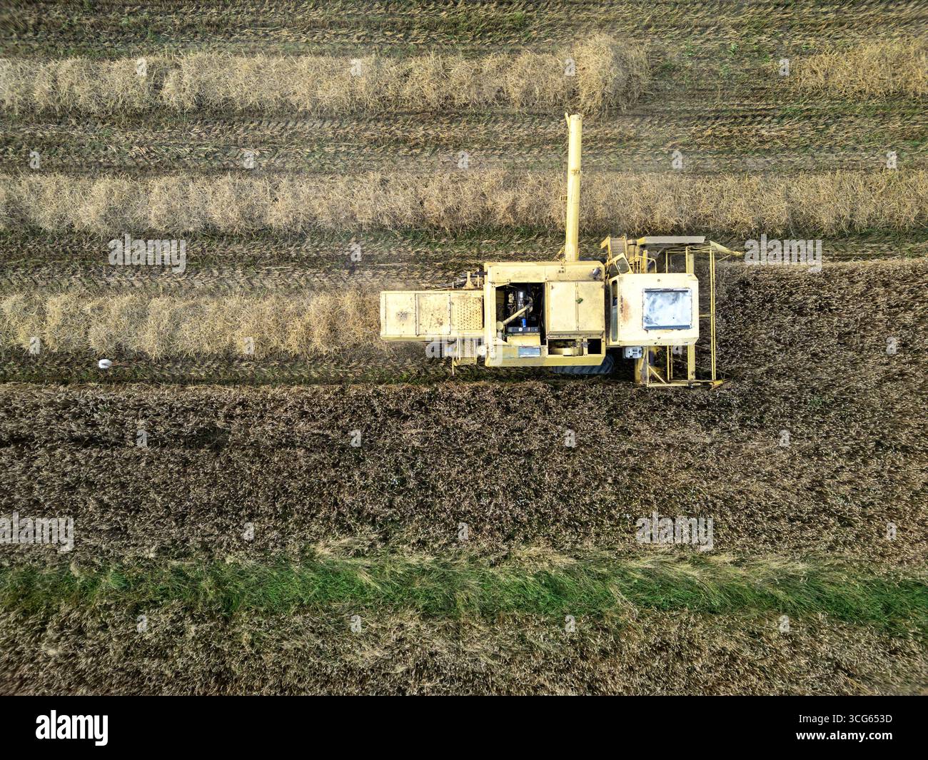 Yellow combine harvester during harvest season in Mazowsze region, Poland Stock Photo