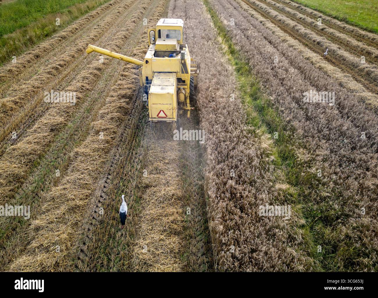 Yellow combine harvester during harvest season in Mazowsze region, Poland Stock Photo