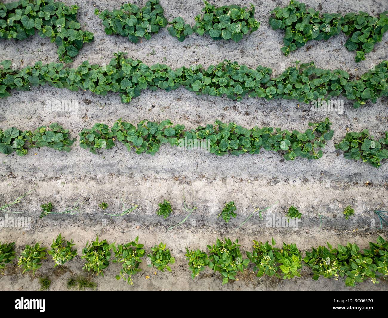 Row of growing cucumbers and beans in backyard vegetable garden in Poland Stock Photo