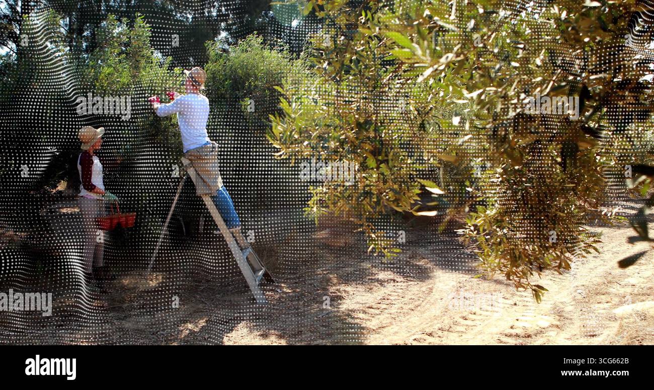Harvesting farmers wearing gloves on ladder picking olives from branches in olive grove, red crate Stock Photo