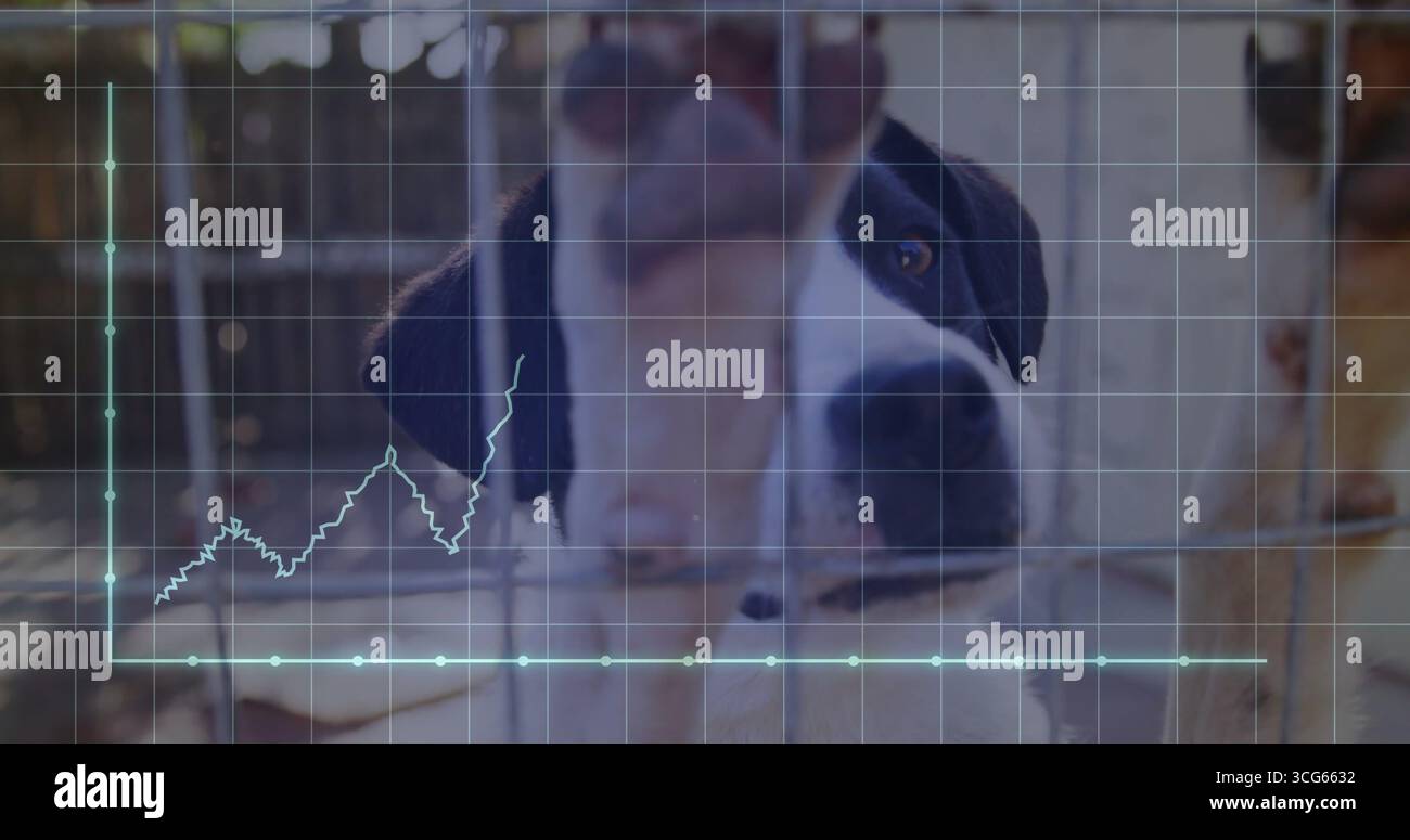 Standing medium-sized dog gazing through kennel fence in shelter, with grid overlay and line graph Stock Photo