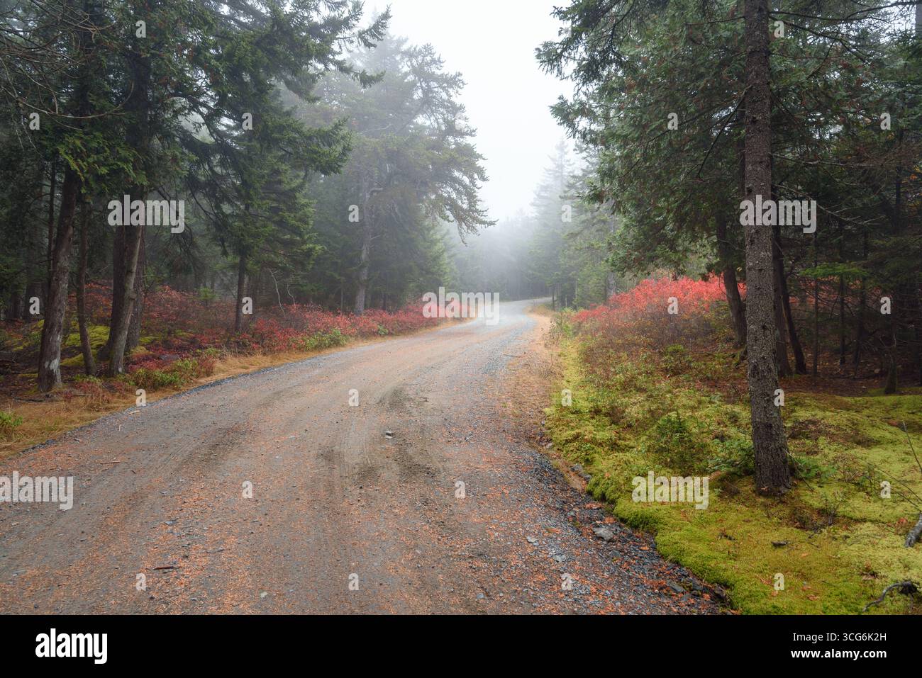 Empty winding gravel road through a evergreen forest on a foggy autumn day Stock Photo