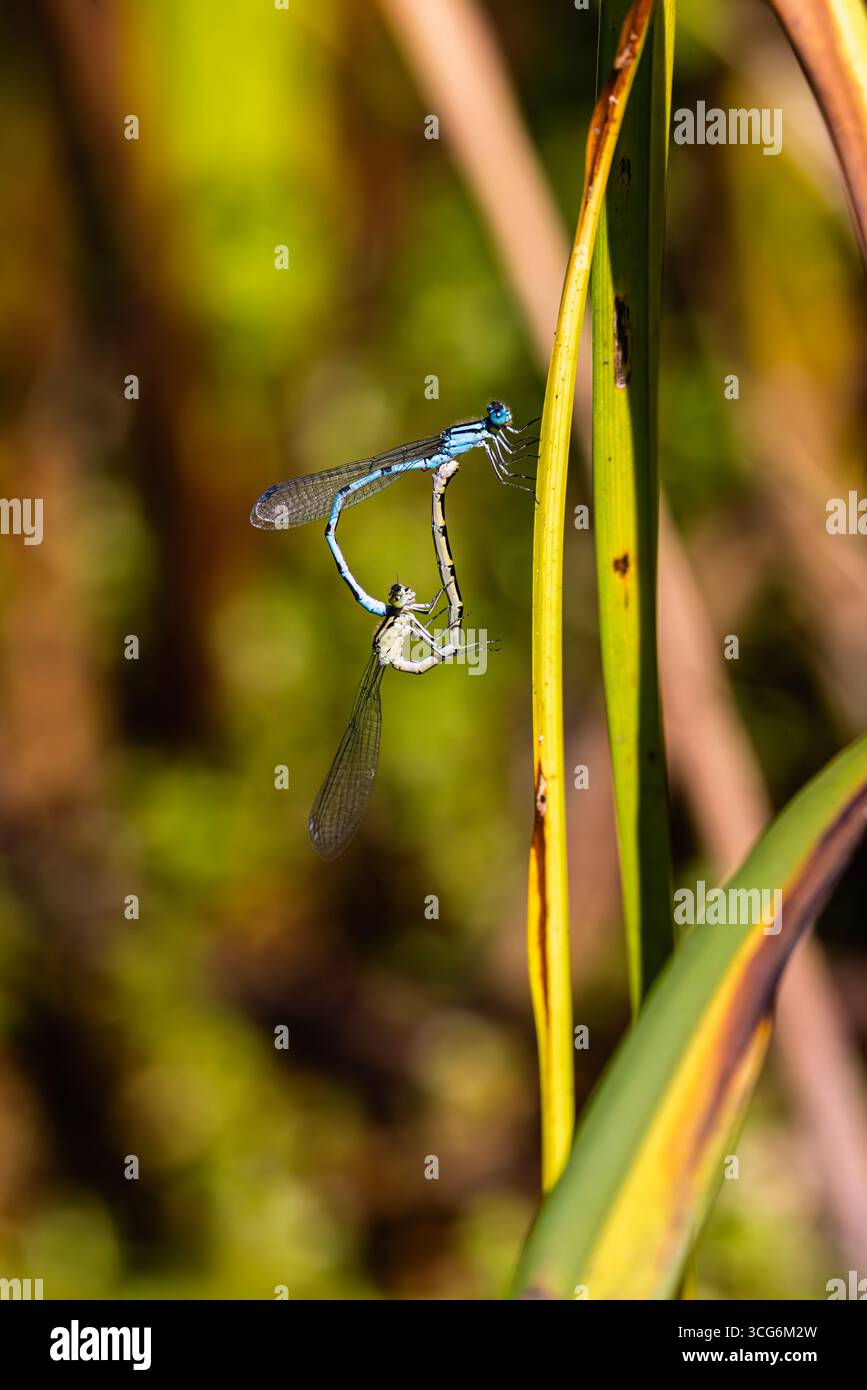 A pair of Common Blue damselflies (Enallagma cyathigerum) clasp and mate at Bolder Mere lake on Ockham Common, Surrey, south-east England Stock Photo