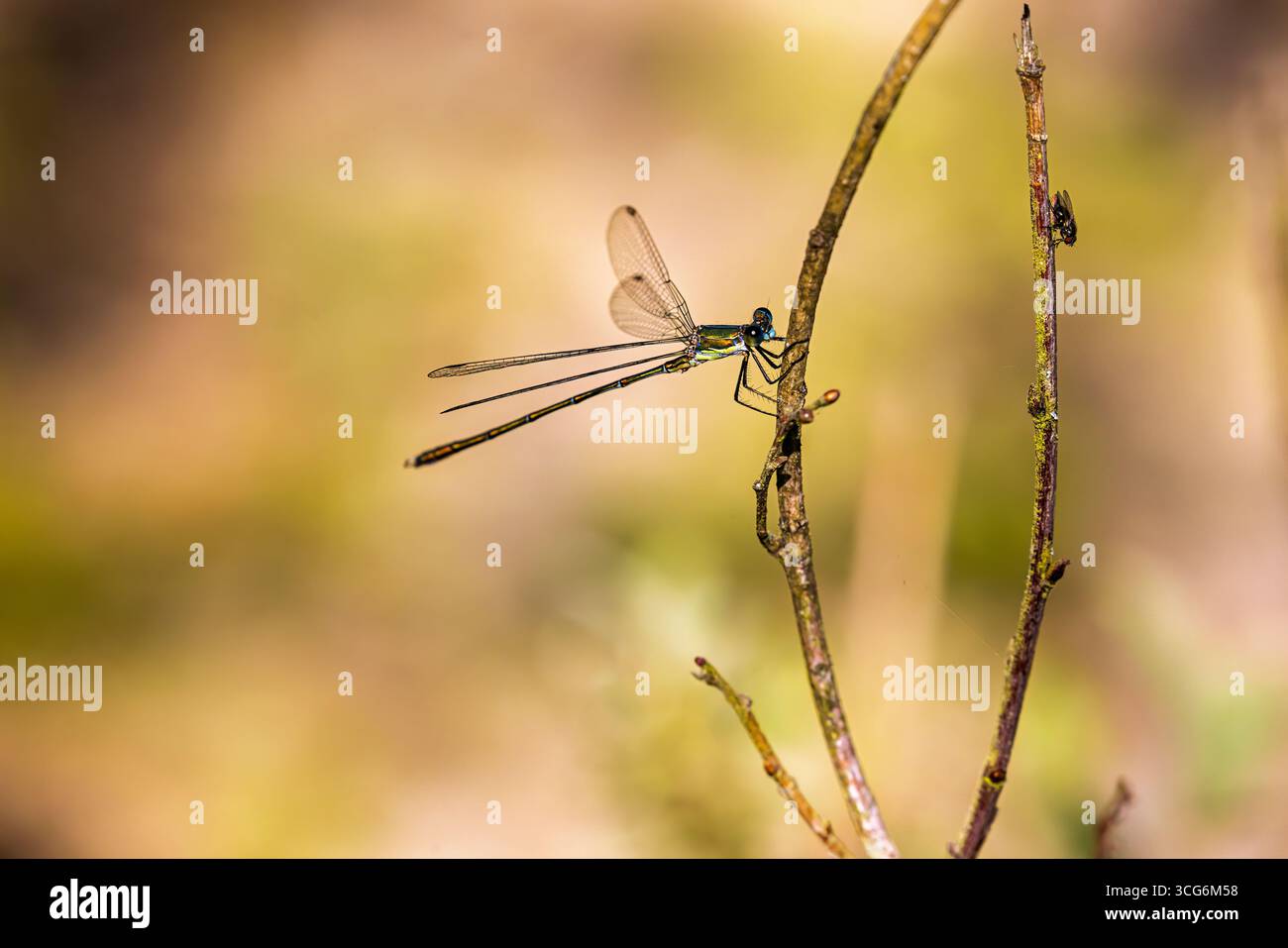 An Emerald Damselfly (Lestes sponsa) and a fly at rest perching on a reed at Heather Farm Wetland, Horsell Common, Woking, Surrey in summer Stock Photo